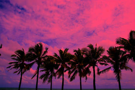 Coconut trees and a sunlight.