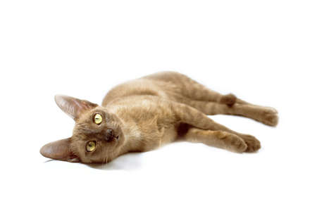Burmese cat on white backgroundの写真素材
