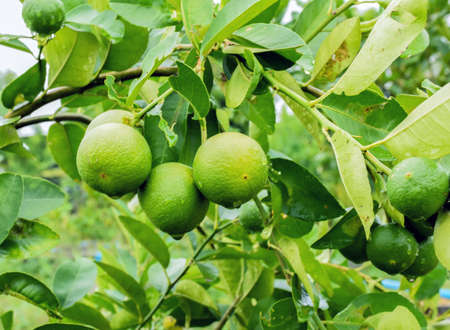 Growing Limes in cement tanksの写真素材