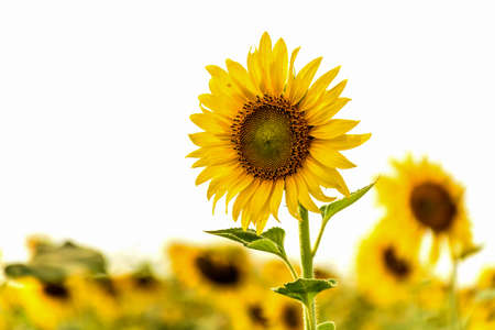 Sunflowerの写真素材