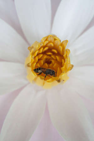 bee in pollen water lilyの写真素材