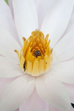 bee in pollen water lilyの写真素材