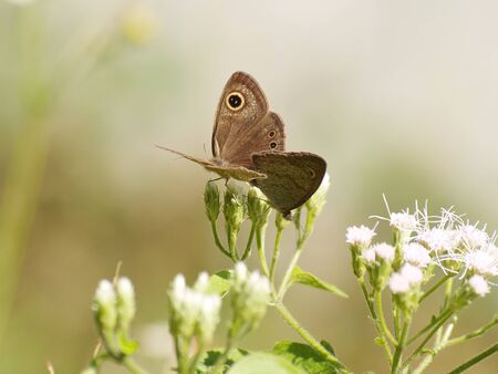 Butterflies are breedingの写真素材