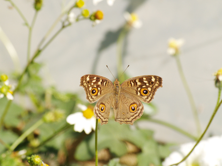 Butterfly  and spanish needle herbの写真素材