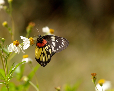 redspot sawtooth butterfly and spanish needleの写真素材