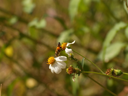 flying bee and spanish needle flowersの写真素材