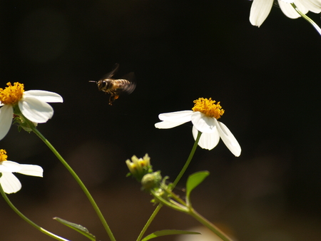 flying bee and spanish needle flowers