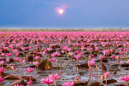 Pink lotus of lagoon in the morning time at Kumphawapi   udon thaniの写真素材