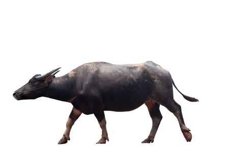 Thai Black male buffalo isolated white background