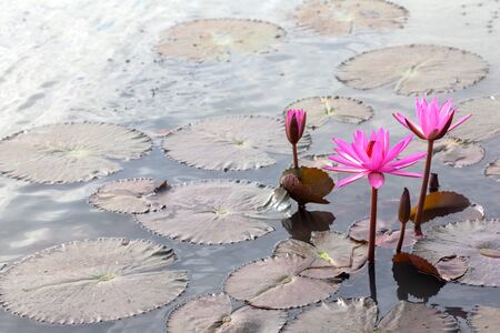Beautiful pink water lily in a Lakeの写真素材