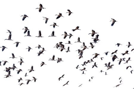 A group of sandhill cranes flying white backgroundの写真素材