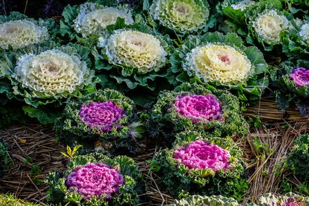 Ornamental Kaleの写真素材