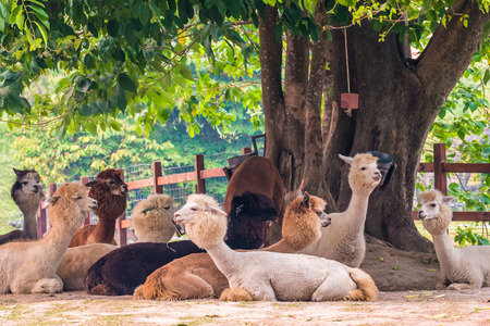 Alpacas sitting under the treeの写真素材