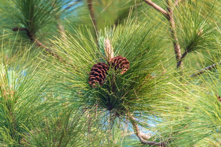 Pine cones with pine leaves on tree