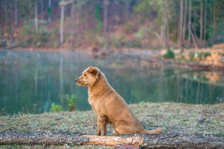 Nice brown Thai dog at reservoir of Watchan Royal Project (Chiang Mai, Thailand)の写真素材