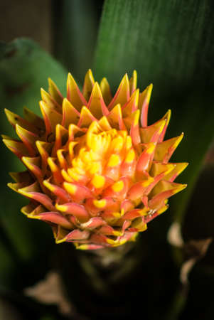 Flowerの写真素材