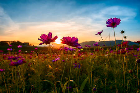 Cosmos low angle sunset chiang rai thailandの写真素材