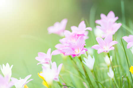 Pink rain lilly blossom flower with sunflareの写真素材