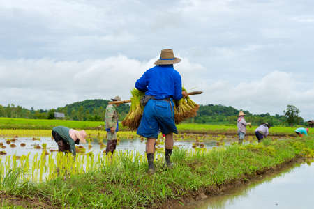 Farmer plant rice seedlingsの写真素材