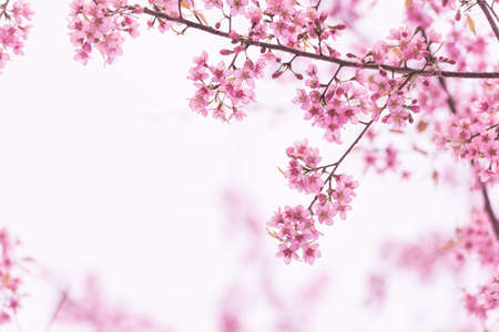 pink cherry blossomの写真素材