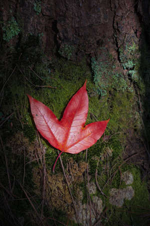maple leaves change color in Autumnの写真素材