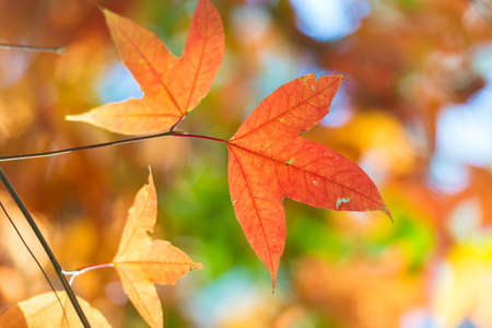 maple leaves change color in Autumn