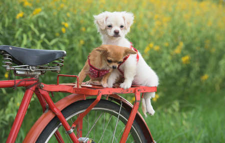 the dogsの写真素材