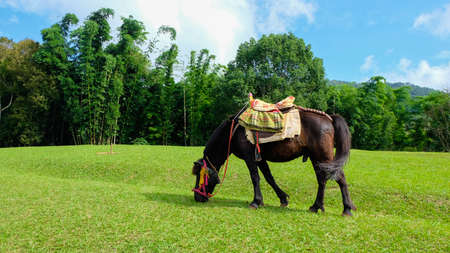 horseの写真素材