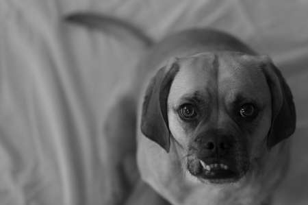 Puggle in black & white, with shallow depth of field focused on the eye.の写真素材