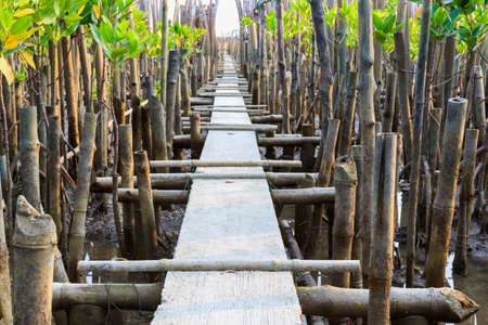 bridge in young mangrove forest at thailand