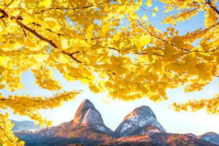 Ginkgo tree and Mai mountain at jinan,South Koreaの写真素材