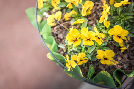 yellow flowerの写真素材