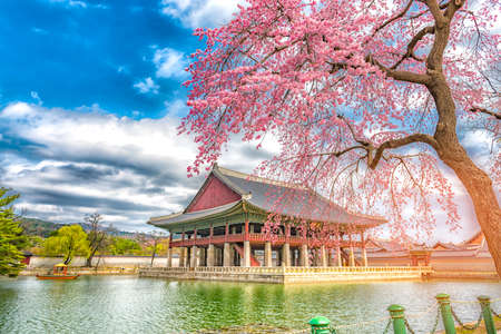 Beauty of Sherry blossoms at Gyeongbokgung palace,South Koreaのeditorial素材