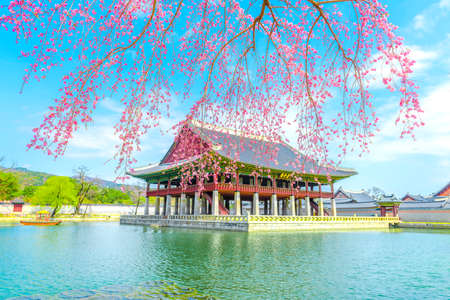 Beauty of Sherry blossoms at Gyeongbokgung palace,South Koreaのeditorial素材