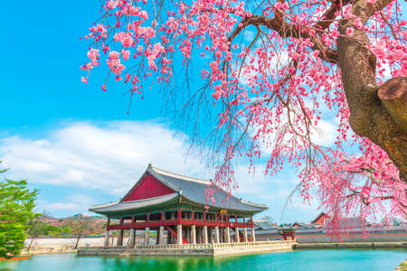 Beauty of Sherry blossoms at Gyeongbokgung palace,South Koreaのeditorial素材
