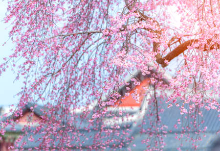 Beauty of Sherry blossoms at Gyeongbokgung palace,South Koreaの写真素材