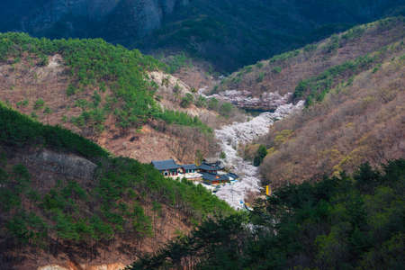 Sherry blossom at Jinan,South Koreaの写真素材