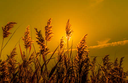  Grass with sunshine	の写真素材