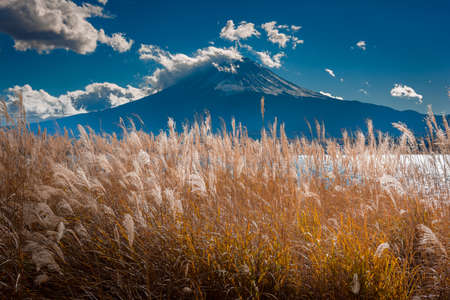 View of Mount Fuji and grass  at lake kawaguchikoの写真素材