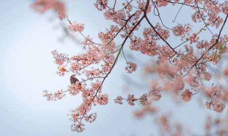 Birds suck from sweet cherry blossomの写真素材