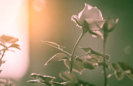 Rose with lightの写真素材