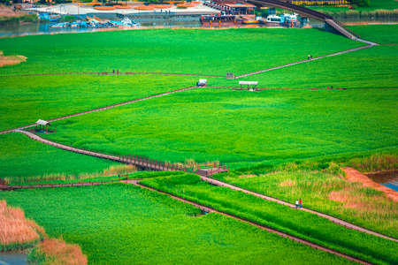 Vast green meadowの写真素材