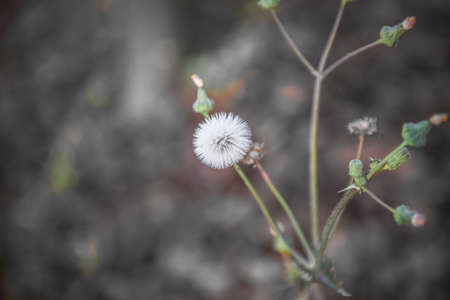 One grass flower