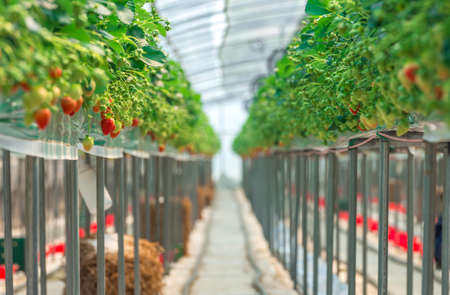 Strawberry farm