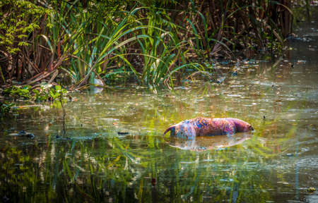 Rotten dog in the water canalの写真素材