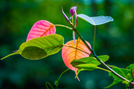 Leaves of Buddhismの写真素材