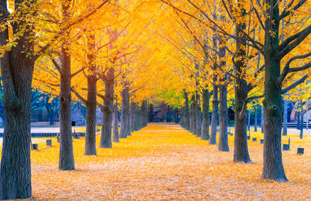 Ginkgo line trees ,Yellow line in Nami islandの写真素材