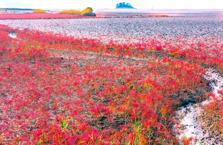 Red grass at suncheon ecological park,South Koreaの写真素材