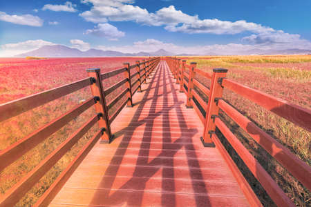 Red meadow at suncheon ecological park,South Koreaの写真素材