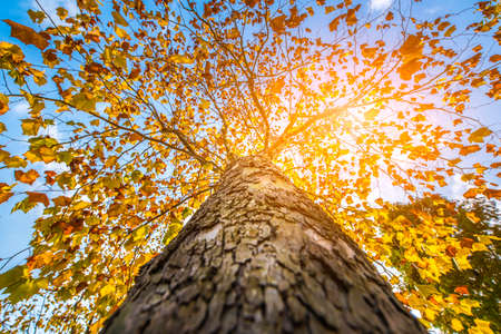 Sunlight and treesの写真素材